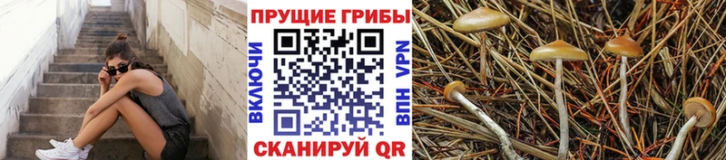 закладка  Видное  Галлюциногенные грибы ЛСД 
